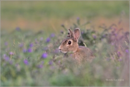 <p>KRÁLÍK DIVOKÝ (Oryctolagus cuniculus) /European rabbit - Wildkaninchen/</p>